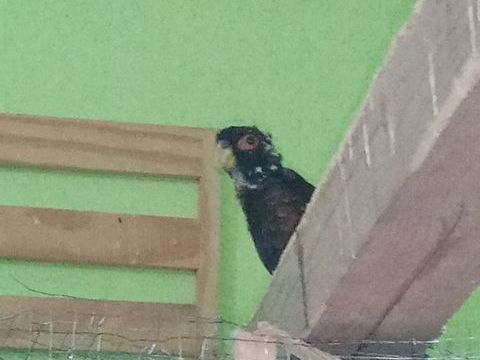 Pionus Chalcopterus - Pione noire m&acirc;le bagu&eacute; 2024 350 38110 Dolomieu