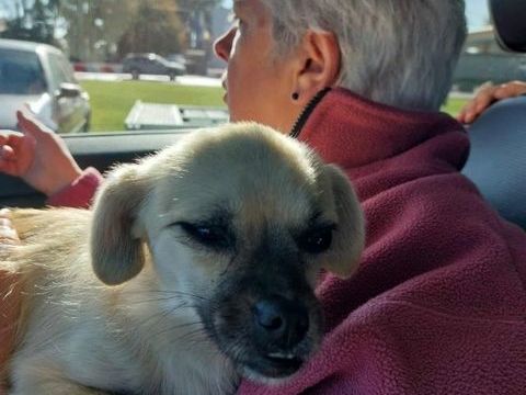 Laora à l'adoption 300 84000 Avignon