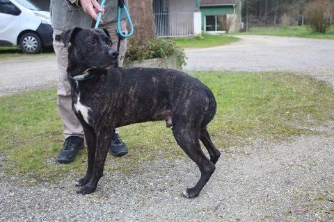 Chien BALOU de Mely &agrave; l adoption 250 47160 Caubeyres