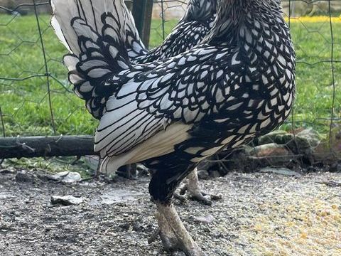 2 coqs Sebright 20 49400 Distr