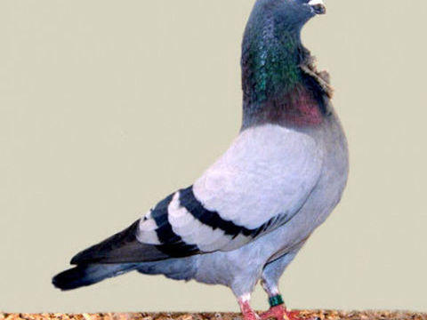  PIGEON CRAVATES BLEUS 10 13009 Marseille