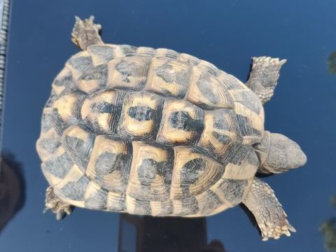 tortue de terres male et femelles 100 83470 Saint-maximin-la-sainte-baume