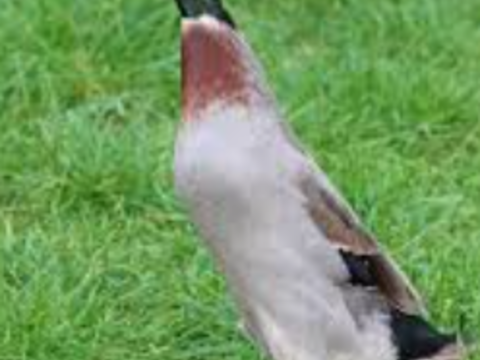 Canards coureurs indiens males d'ornement 10 47140 Dausse