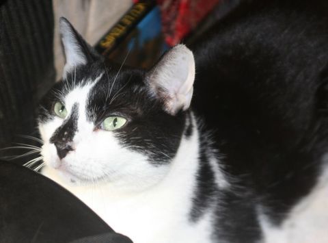 LILO CHAT NOIR & BLANC 6 ANS 1/2 195 92260 Fontenay-aux-roses