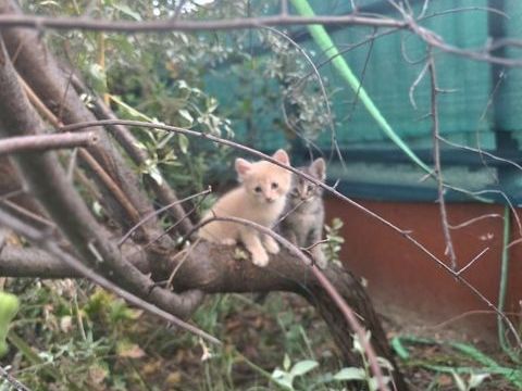 Chatons 0 26000 Valence