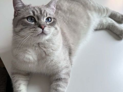 &Agrave; l'adoption : Patapouf, un jeune chat adorable et plein de charme 180 92700 Colombes