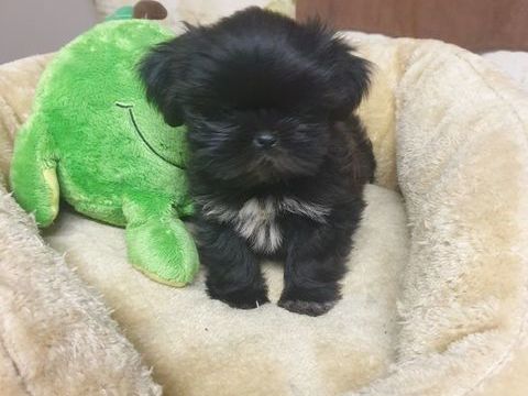 SPLENDIDES SHIH TZU  MÂLES NOIR BLEUTÉ A RÉSERVER.. 660 86400 Civray