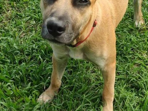 Anuka, femelle berger, n&eacute;e le 15/06/2025 🐶 380 59000 Lille