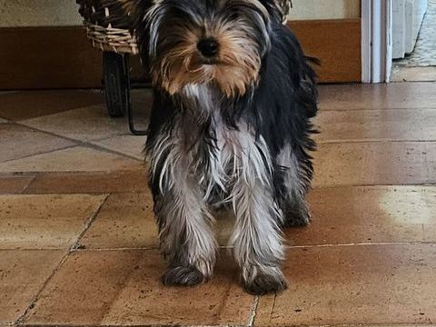 YORKSHIRE TERRIER PURE RACE LOF 1200 47120 Duras