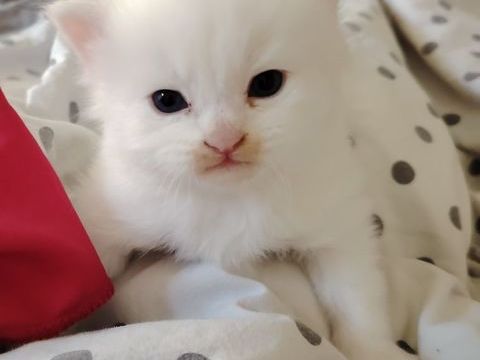 Chaton sib&eacute;rien blanc aux yeux bleus 1600 53000 Laval