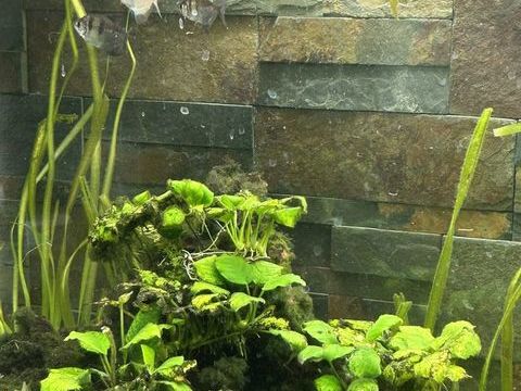 Veuve noire et blanche 15 45130 Baule