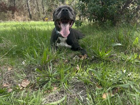 Tyson, mâle retriever du Labrador de 3 ans, 0 33160 Saint-mdard-en-jalles
