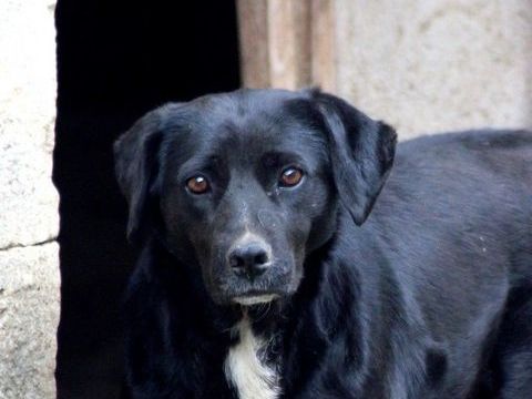 JAYA, jolie croisée Labrador à l'adoption 50 18210 Bessais-le-fromental