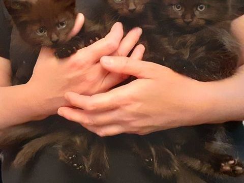 Superbes chatons Maine Coon pure race non LOOF &agrave; r&eacute;server 500 91160 Longjumeau