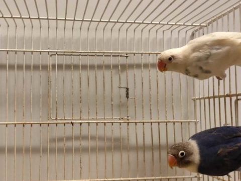 Inséparables 25 01090 Montmerle-sur-sane