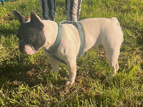 bouledogues français femelles, couleur caille
750 79340 Vasles