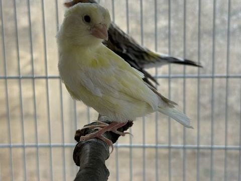 Oiseau canari/trtue 20 93330 Neuilly-sur-marne