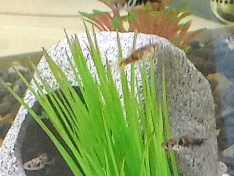 PLATYS POUR AQUARIUM D'EAU DOUCE 
1 45630 Beaulieu-sur-loire