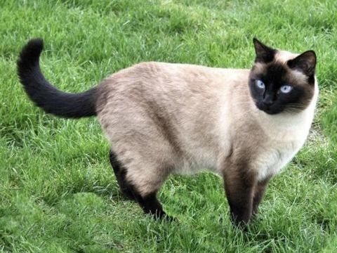 Cherche chaton siamois 600 30190 Collorgues
