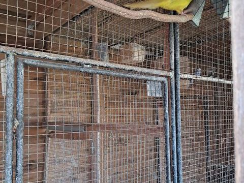 Kakariki  front  jaune  mutation  gezoomd 65 49280 Saint-lger-sous-cholet