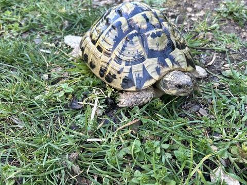 Tortue terre  1 13680 Lan�on-provence