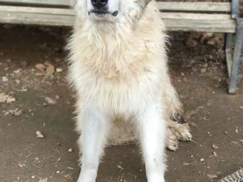 Montagne des Pyr&eacute;n&eacute;es dit patou  300 34130 Lansargues