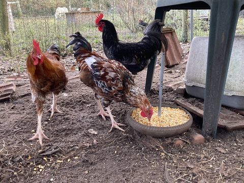 coqs 15 40140 Soustons