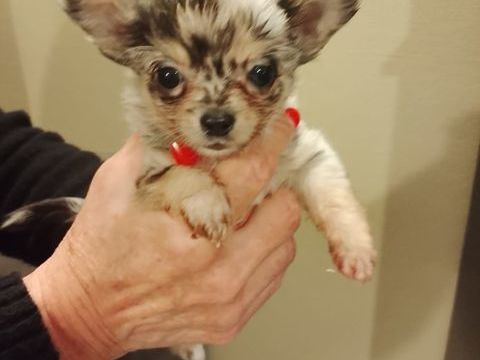 magnifiques bb chihuahua merles argent&eacute;s MINI poils longs 1300 69480 Lucenay