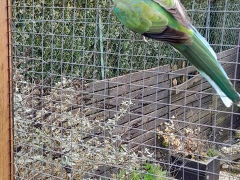 Perruche cloncurry 0 53500 Ern�e