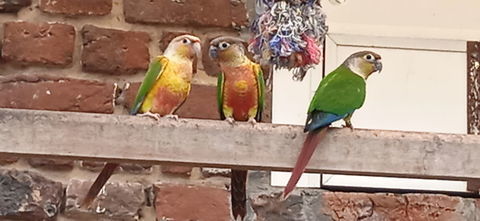 CONURES PYRRHURAS 60 59730 Saint-python