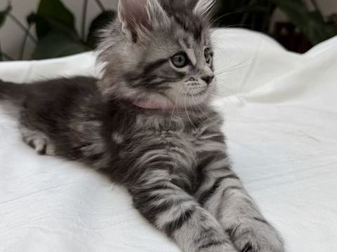Arktika  Femelle Maine Coon  Silver Spotted Tabby (MCO ns24 1700 59000 Lille