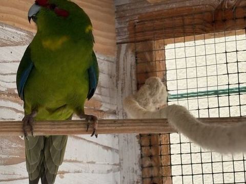 Perruches  40 22120 Hillion