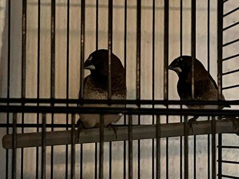 Oiseaux 10 24340 Champeaux-et-la-chapelle-pommier