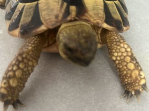 Tortues terrestre Femelle 350 30000 Nîmes