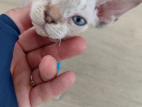 &Agrave; DONNER chaton Devon Rex de 3 mois probl&egrave;me sant&eacute; 0 01370 Saint-Étienne-du-bois