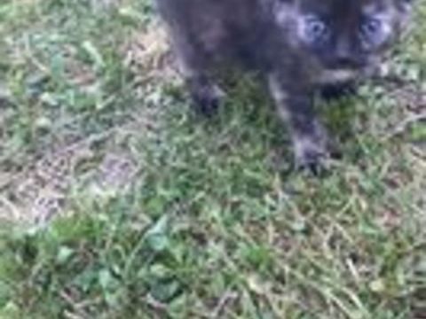  Don contre bon soin de 4 chatons 1 mâle et 3 femelles.  