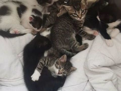 DON DE CHATONS POUR FAMILLES BIENVEILLANTE 0 93700 Drancy