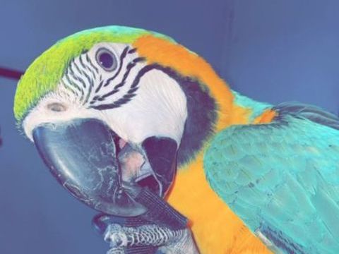 Perroquet ararauna 1150 13011 Marseille