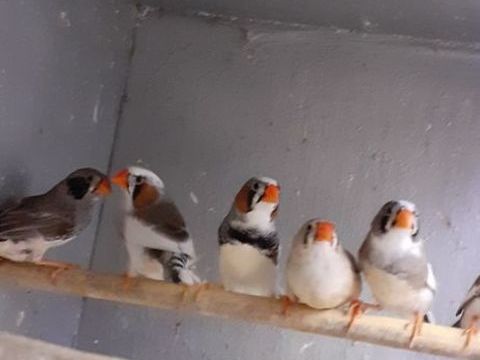 OISEAUX DE CAGES ET DE VOLI&Egrave;RES 10 22400 Lamballe
