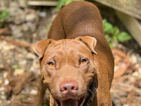 Pollux, mâle croisé shar pei, né le 03/06/2024  &#128054; 380 93000 Bobigny