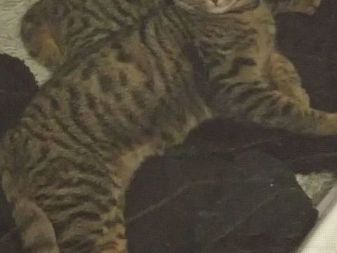 Chatons duo 5 mois à adopter ensemble sur Marseille 0 13004 Marseille