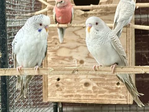 Perruches dun fallow et porteurs 80 24000 Prigueux