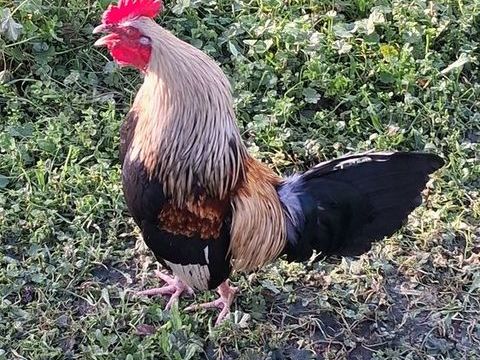 Don de 3 coqs contre bons soins 0 31700 Blagnac