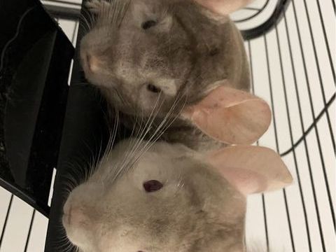 Couple chinchilla 150 57780 Rosselange