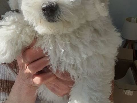 Bichon fris&eacute; m&acirc;le 900 85180 Les sables-d'olonne