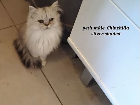 Chatons  persans 650 30340 Rousson