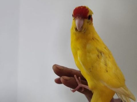  Kakariki 30 77410 Claye-souilly