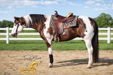 Etalon Paint-Horse  bai tobiano 15000 83720 Trans-en-provence