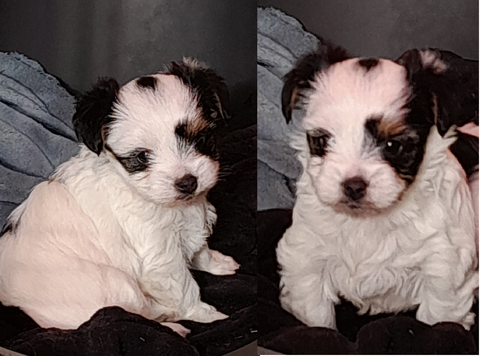 FEMELLE YORK BIEWER 1250 36220 Martizay