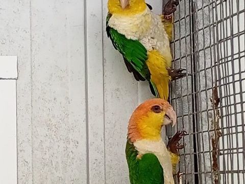 Ca&iuml;ques &agrave; t&ecirc;te orange &agrave; cuisses jaunes 2024 400 47430 Caumont-sur-garonne